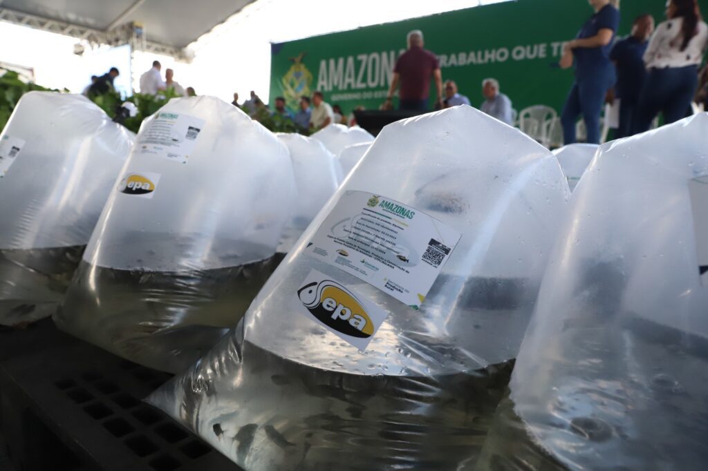 Governo do Amazonas beneficia 622 piscicultores de 18 municípios com pós-larvas e alevinos de tambaqui 6 Sepa Sepror Piscicultura foto Isaac Maia 5 1024x682 1