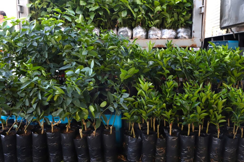 Governo do Estado entrega 20,4 mil mudas de citros e café fomentando a expansão agrícola no primeiro trimestre de 2024 5 Sepror citros cafe foto divulgacao 4 1024x682 1