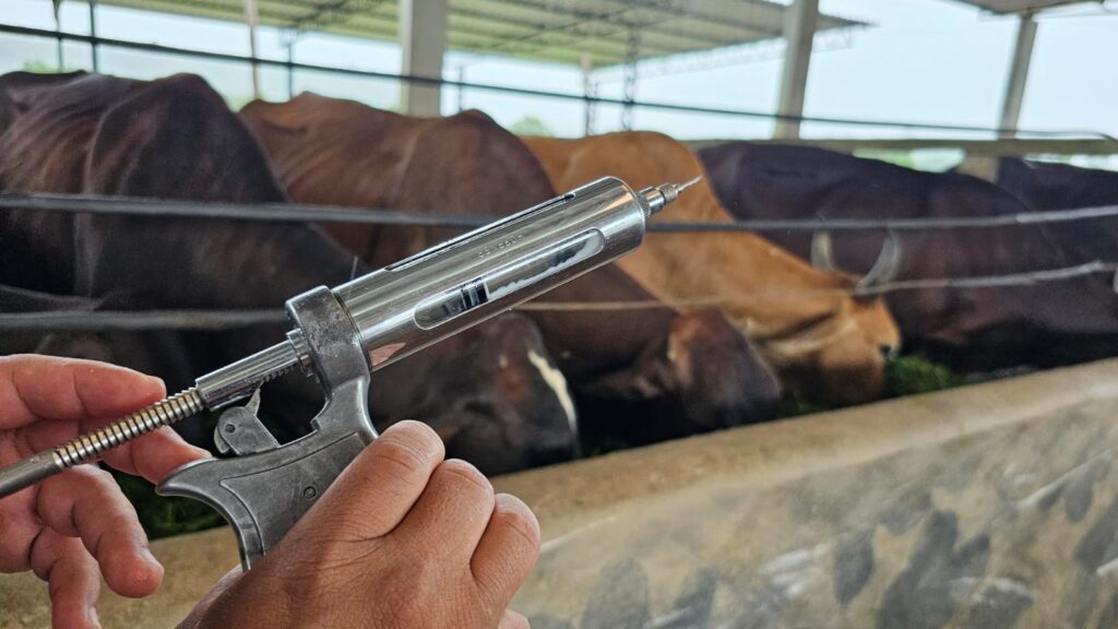 Última semana: Governo do Amazonas alerta para o fim da vacinação da febre aftosa 3 VACINA CONTRA FEBRE ADAF ADAF.jpg2 1024x576 1