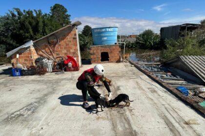 Comissao de Protecao dos Animais da Aleam e veterinarios do AM resgatam mais de 400 animais no desastre ambiental do RS 2 1024x768 9zLoJq