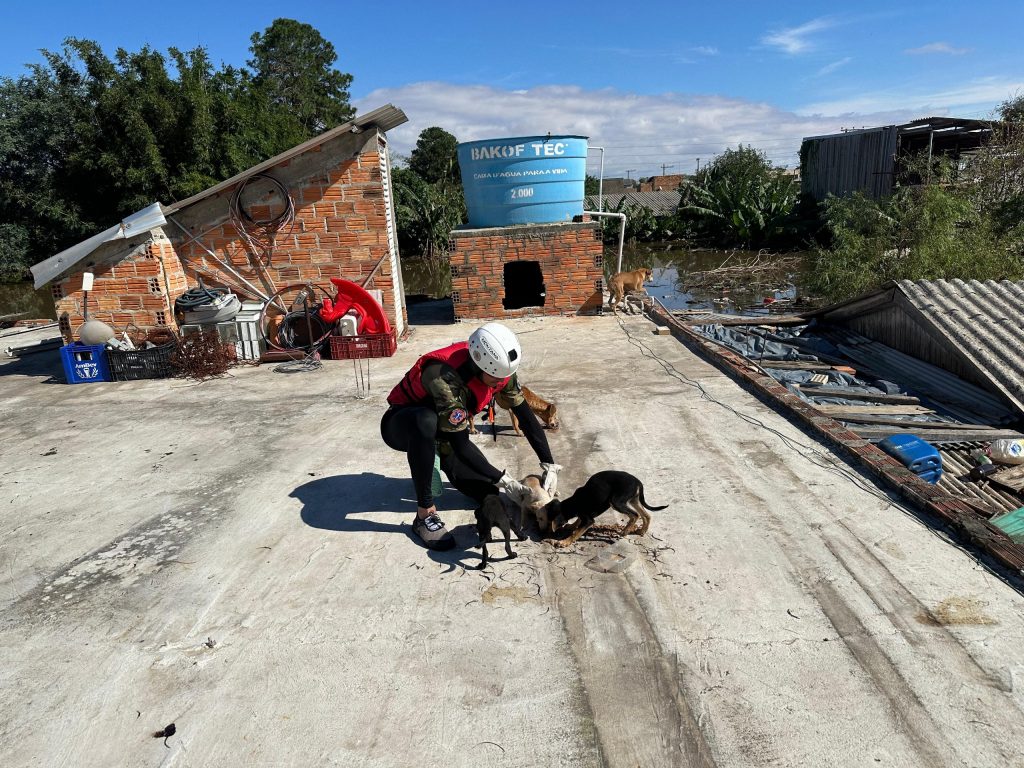 Comissao de Protecao dos Animais da Aleam e veterinarios do AM resgatam mais de 400 animais no desastre ambiental do RS 2 1024x768 9zLoJq