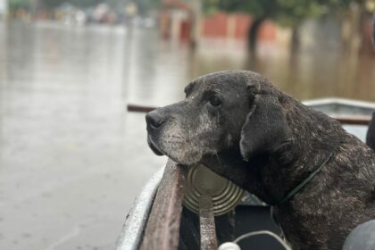 Doguinho do telhado e resgatado pela equipe da Comissao de Protecao dos Animais da Aleam no Rio Grande do Sul 1024x768 83i522