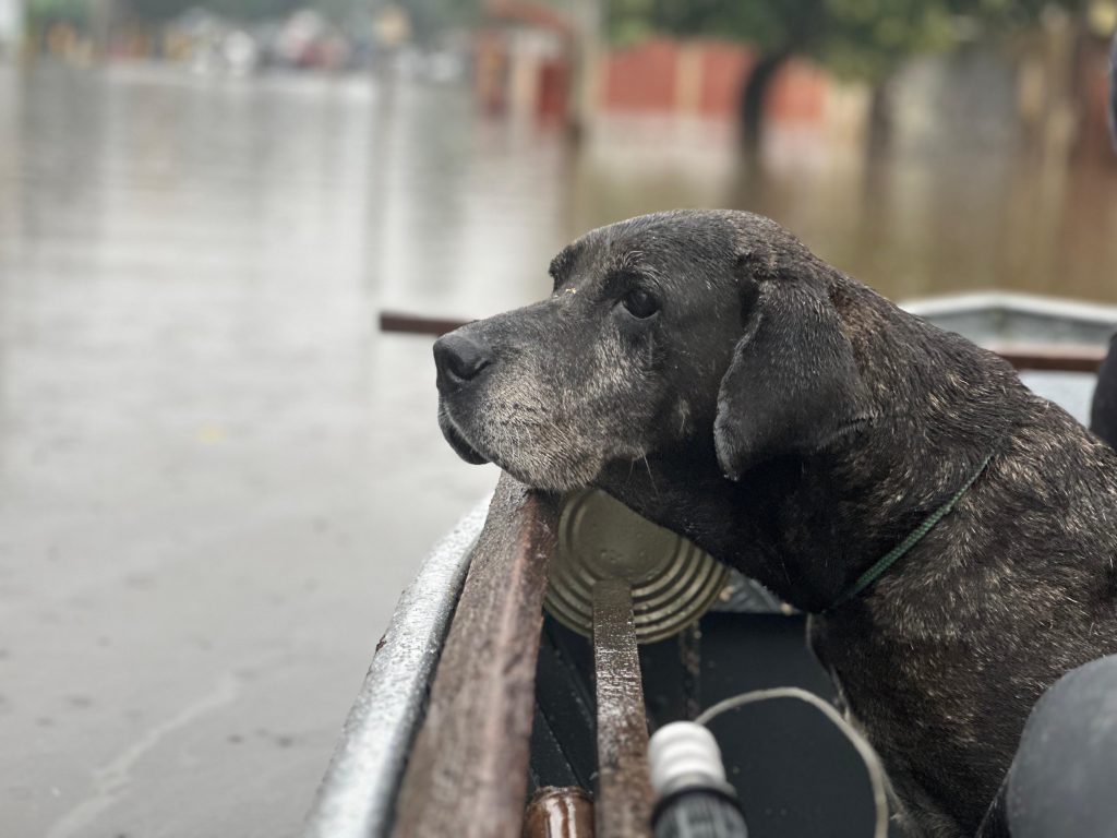 Doguinho do telhado e resgatado pela equipe da Comissao de Protecao dos Animais da Aleam no Rio Grande do Sul 1024x768 83i522