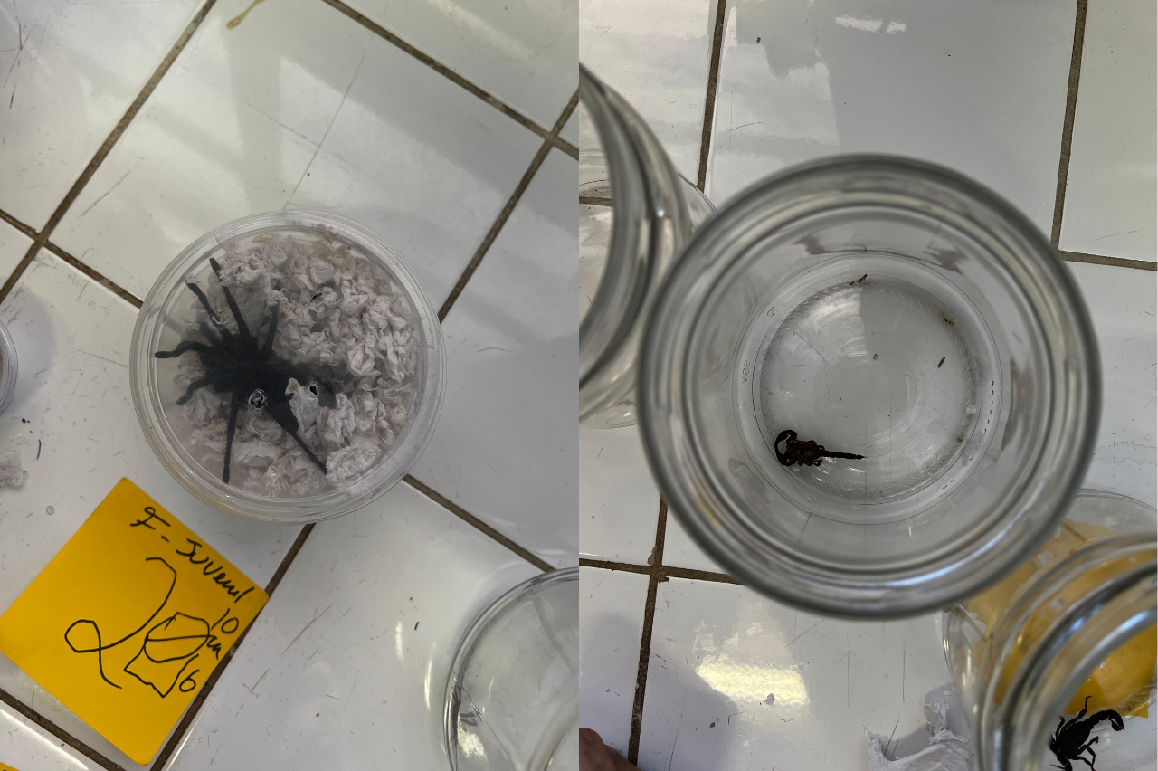 Deputada Joana Darc recebe denuncia de trafico de animais e maus tratos envolvendo escorpioes e aranhas em Manaus Foto Antonio Humberto FMQork