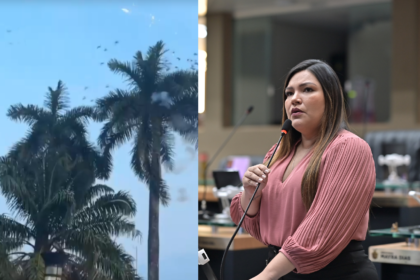 Deputada Joana Darc denuncia crime ambiental contra aves em Itacoatiara YKiMno