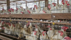 Adaf 2 aves vivas 300x169 1