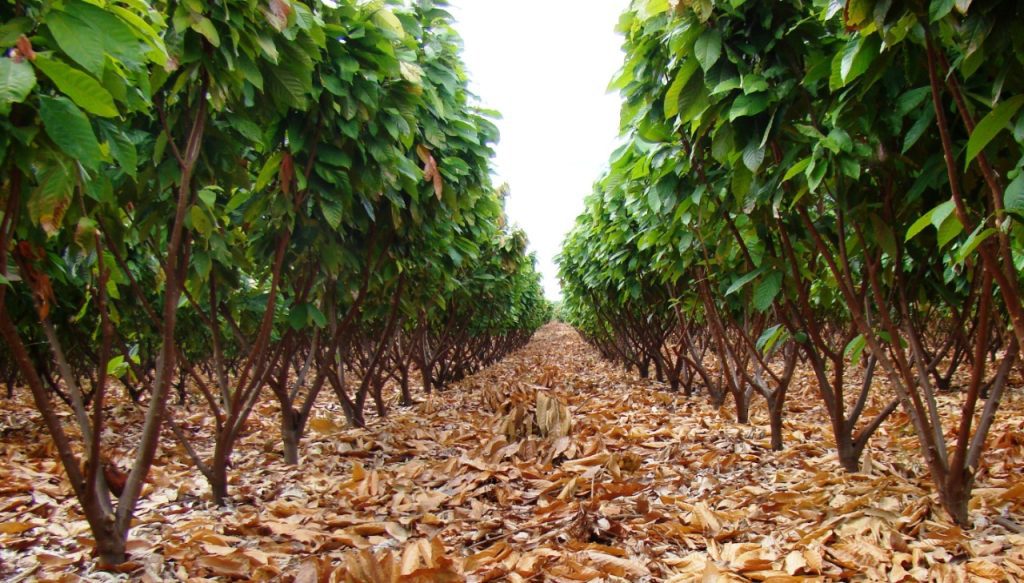 Idam destaca distribuição de 700 mil mudas de cacau para fomento do setor primário do Amazonas 2 Idam producao de cacau Foto Divulgacao Idam 1024x583 1