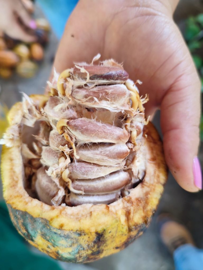 Idam destaca distribuição de 700 mil mudas de cacau para fomento do setor primário do Amazonas 3 Idam producao de cacau3 Foto Divulgacao Idam 768x1024 1