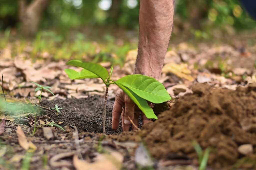 Servidores do Ipaam fazem o plantio de 150 mudas frutíferas e ornamentais em ação de preservação ambiental 2 Muda sendo plantada Foto 3 19 03 2025 1024x681 1