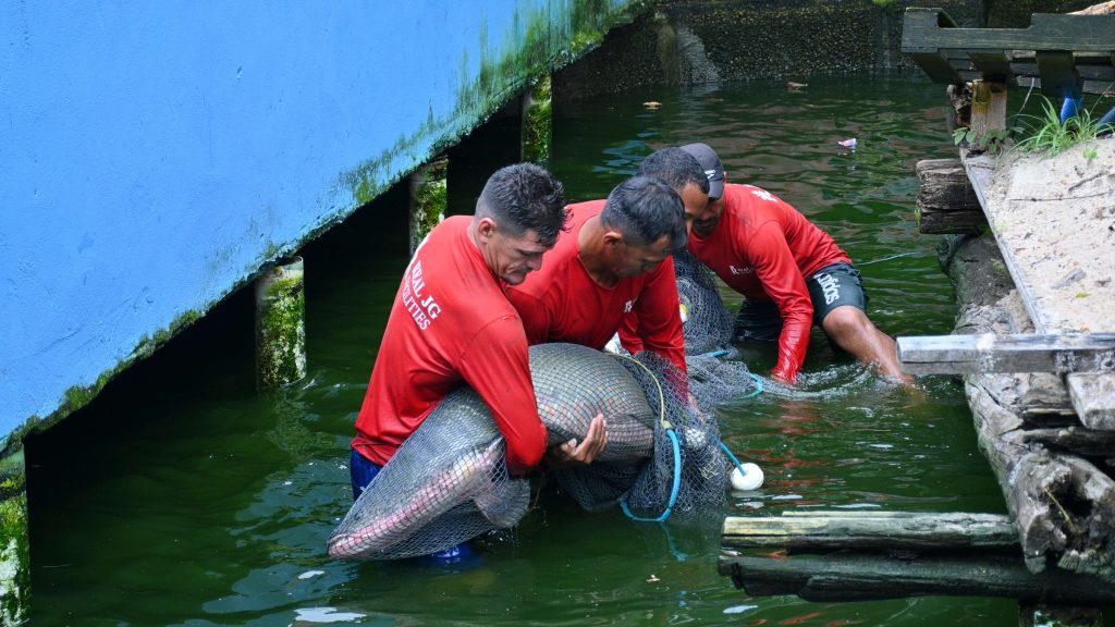 Ipaam, BPAmb e Ufam resgatam 74 animais, entre tartarugas e peixes, mantidos de forma ilegal em casa no Parque Dez 2 Remocao de animais em casa no Parque Dez Foto 1 20 03 2025 1024x576 1