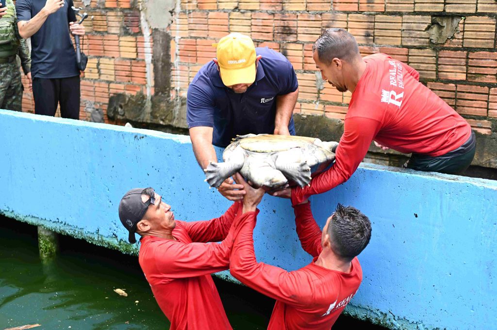 Ipaam, BPAmb e Ufam resgatam 74 animais, entre tartarugas e peixes, mantidos de forma ilegal em casa no Parque Dez 3 Remocao de animais em casa no Parque Dez Foto 3 20 03 2025 1024x681 1