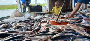 Sepror Pesca Mapara foto Divulgacao 3 300x139 1