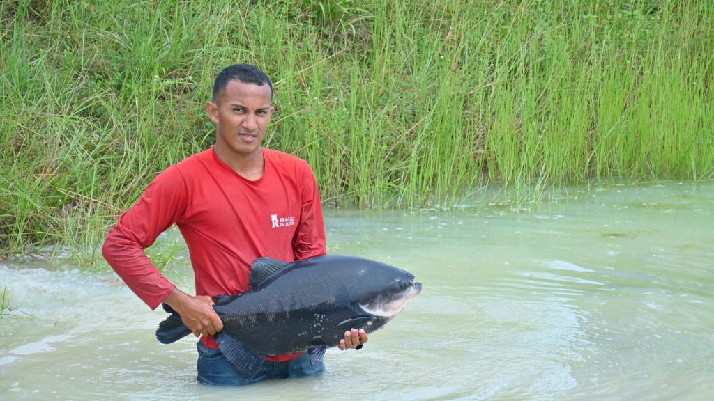Ipaam, BPAmb e Ufam resgatam 74 animais, entre tartarugas e peixes, mantidos de forma ilegal em casa no Parque Dez 7 Tambaqui sendo colocado em viveiro na Fazenda Experimental da Ufam Foto 6 20 03 2025 1024x576 1