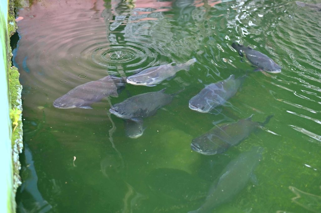 Ipaam multa em R$ 140 mil homem por criar tartarugas, pirarucus e tambaquis ilegalmente em casa no Parque Dez 5 Tambaquis encontrados durante fiscalizacao Foto 2 11 03 2025 1024x681 1