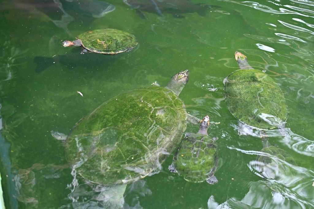 Ipaam multa em R$ 140 mil homem por criar tartarugas, pirarucus e tambaquis ilegalmente em casa no Parque Dez 3 Tartarugas encontradas durante fiscalizacao Foto 4 11 03 2025 1024x681 1