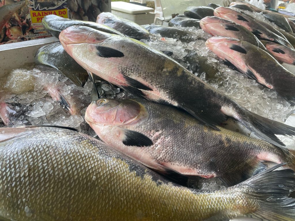 Feirão do Pescado da ADS comercializa mais de 30 toneladas de peixes em três dias de ação 2 ADS Feirao do Pescado da ADS Foto Lara Gomes 2 1024x768 1