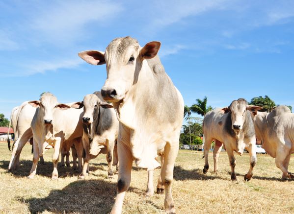 Campanha de atualização cadastral de animais começa na próxima segunda-feira, alerta Adaf 2 Adaf01 atualizacao cadastral