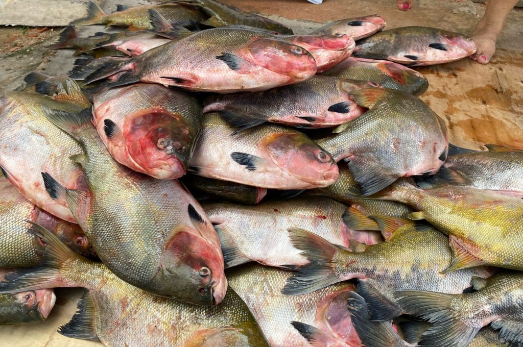 Governo do Amazonas entrega 2 toneladas de pescado para comunidades indígenas de Manaus 2 ENTREGA PEIXES FEPIAM 01 1024x680 1
