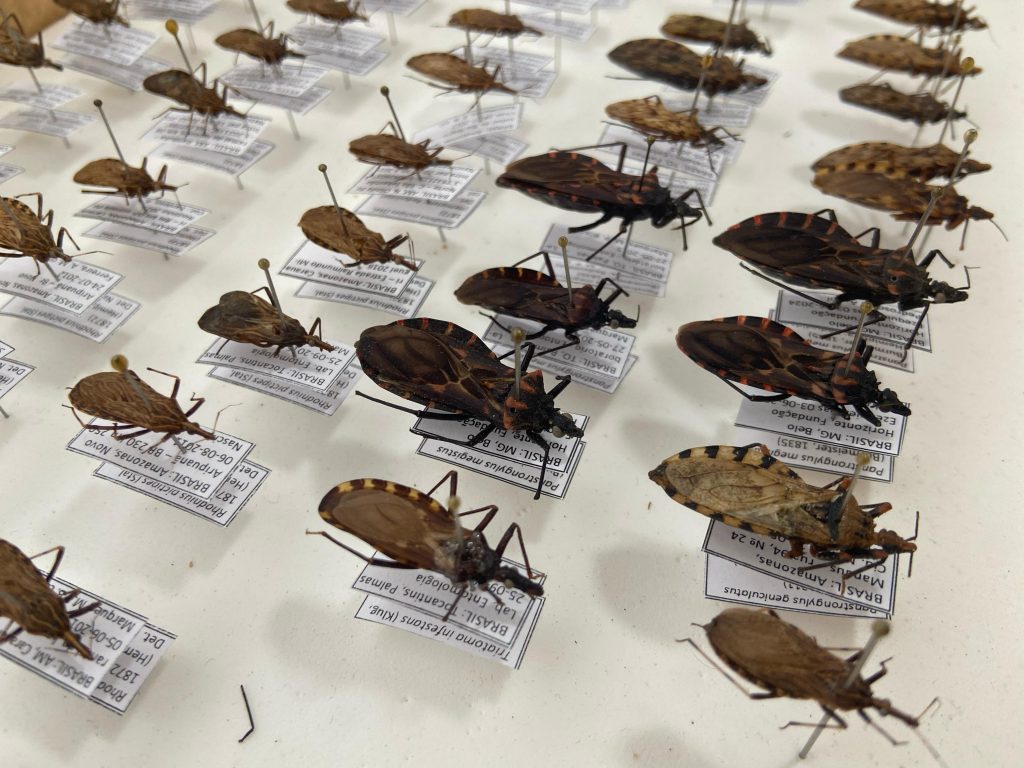 Dia Mundial da Doença de Chagas: FVS-RCP chama atenção para cuidados e prevenção 2 FVS Arquivo FVS 1024x768 1