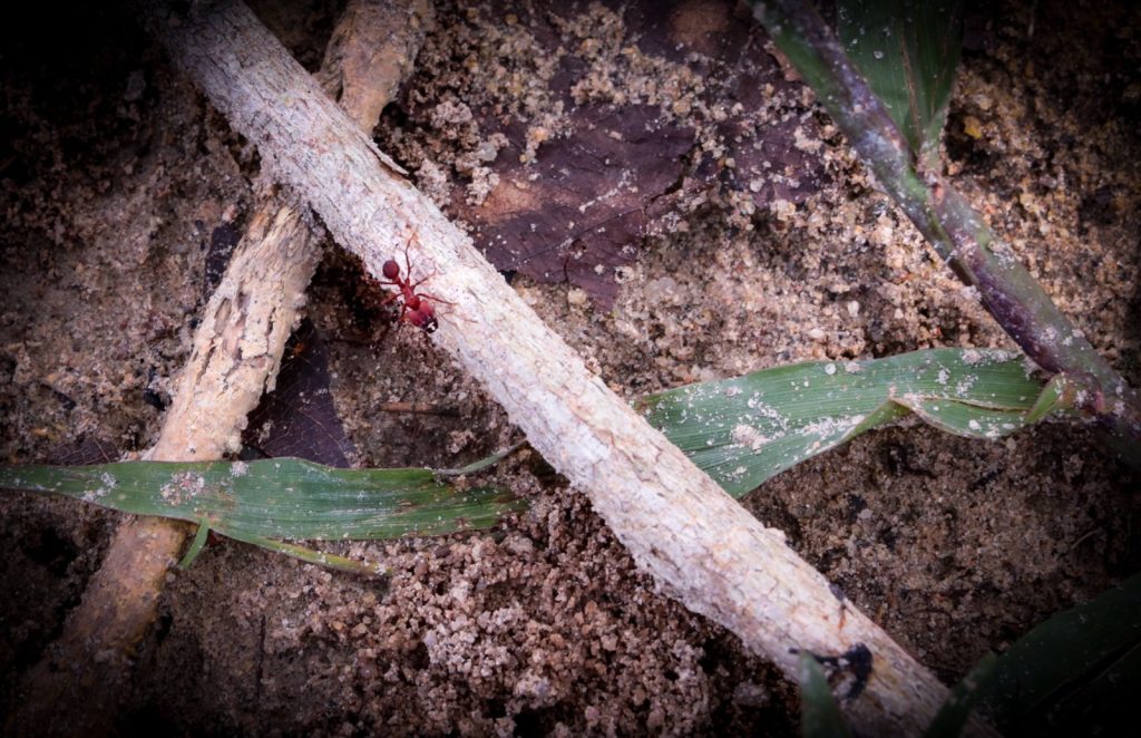 Com apoio do Governo do Amazonas, pesquisa identifica deslocamento das formigas no Arquipélago de Anavilhanas 2 Fapeam Pesquisa formigas Novo Airao Fotos Ayrton Lopes Fapeam 1 1024x662 1