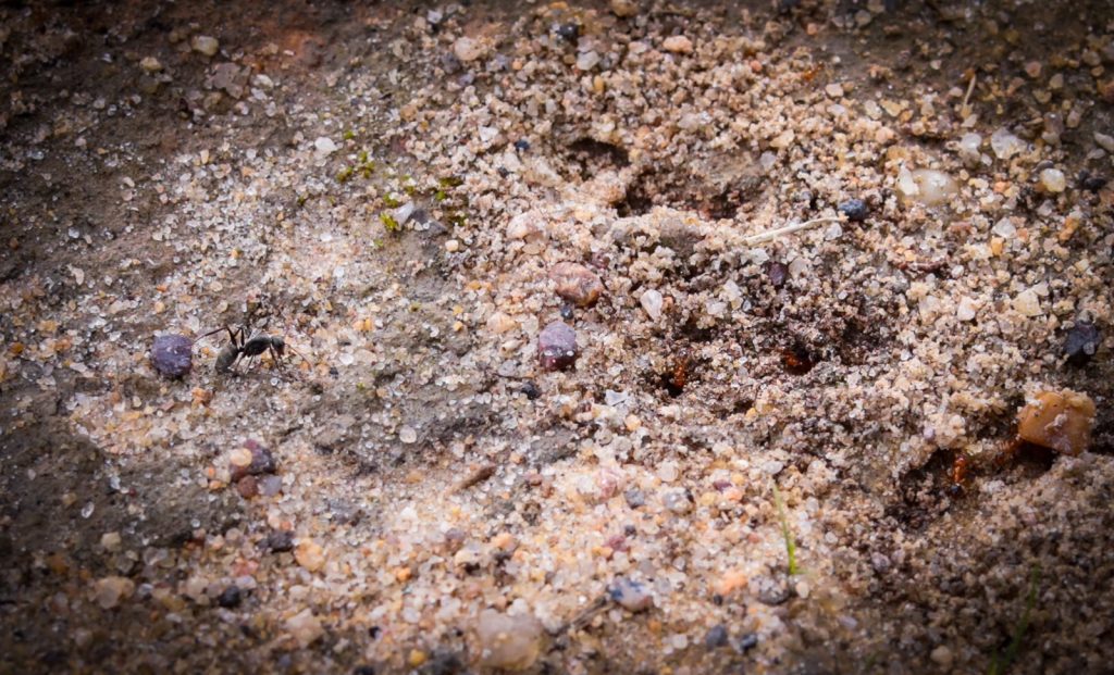 Com apoio do Governo do Amazonas, pesquisa identifica deslocamento das formigas no Arquipélago de Anavilhanas 5 Fapeam Pesquisa formigas Novo Airao Fotos Ayrton Lopes Fapeam 2 1024x621 1