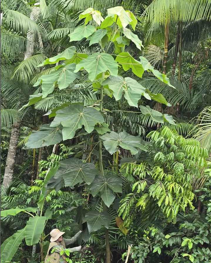 Com apoio do Governo do Amazonas, pesquisa mostra potencial biotecnológico da folha de pau-de-balsa como substituto do mercúrio na mineração 2 Fapeam pesquisa potencial biotecnologico da folha de pau de balsa Foto arquivo pessoal da pesquisadora Marta Regina Silva