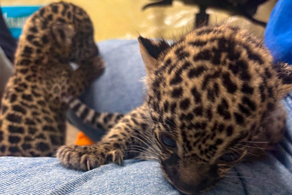 Em ação conjunta, Ipaam, Sepet, Semades e Ibama resgatam e transportam filhotes de onça para acolhimento no Cetas 2 Filhotes de onca pintada durante avaliacao com medica veterinaria no Cetas Foto 1 03 04 2025 1024x682 1