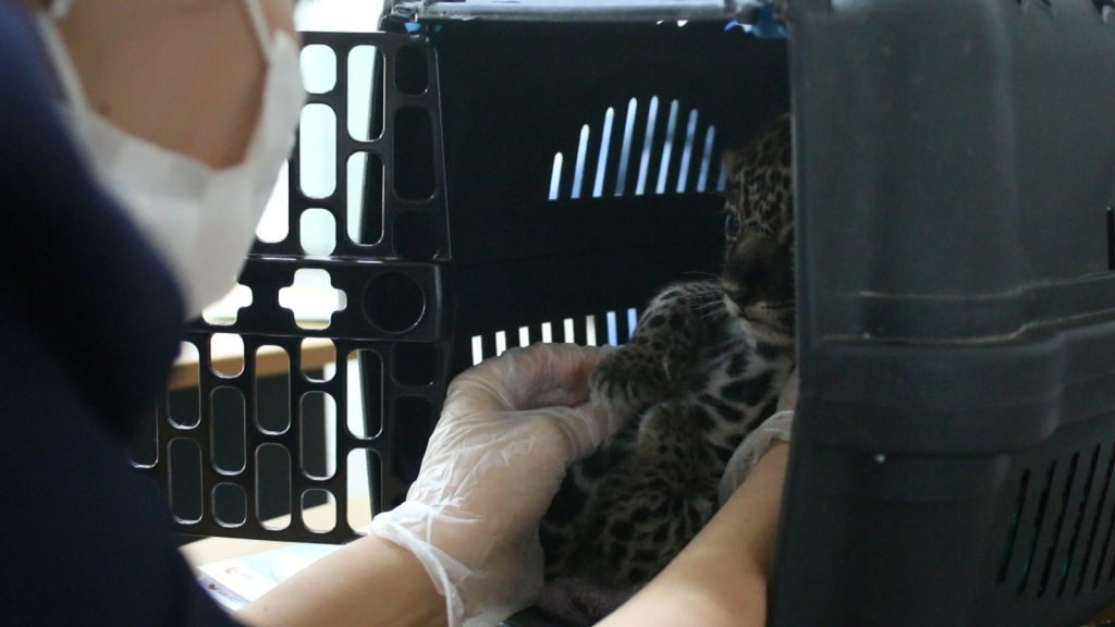 Em ação conjunta, Ipaam, Sepet, Semades e Ibama resgatam e transportam filhotes de onça para acolhimento no Cetas 7 Filhotes de onca pintada durante avaliacao com medica veterinaria no Cetas Foto 2 03 04 2025 1024x576 1
