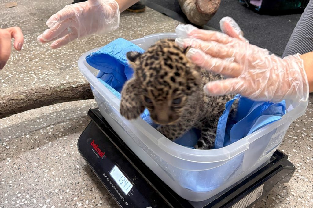 Em ação conjunta, Ipaam, Sepet, Semades e Ibama resgatam e transportam filhotes de onça para acolhimento no Cetas 3 Filhotes de onca pintada durante avaliacao com medica veterinaria no Cetas Foto 3 03 04 2025 1 1024x682 1