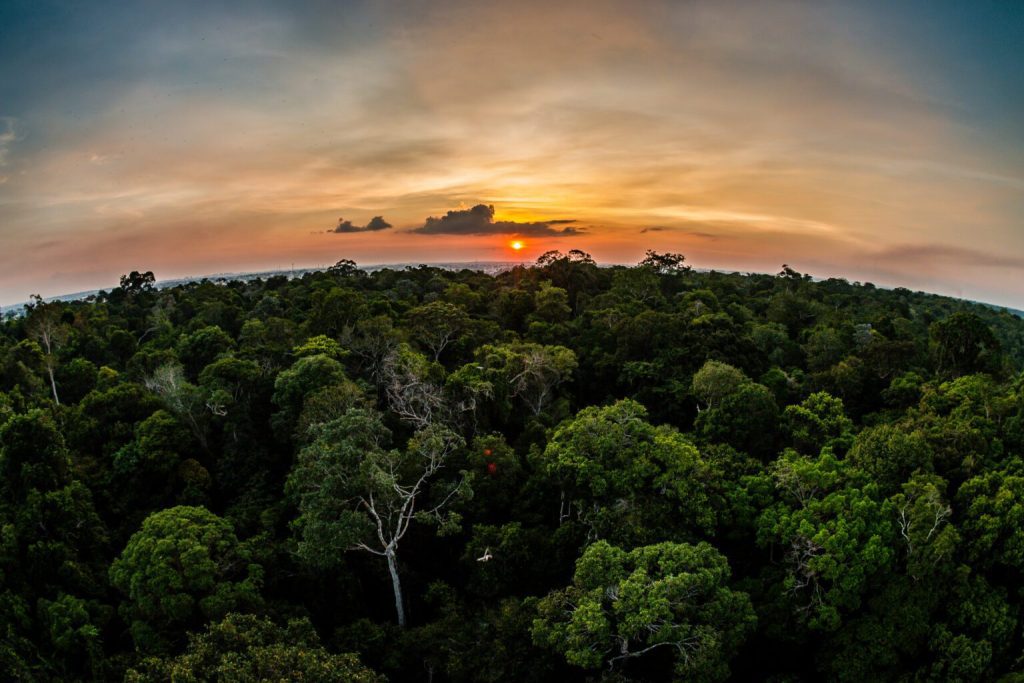 Governo do Amazonas institui Sistema Jurisdicional de REDD+ 2 Foto Floresta Arquivo Secom 1536x1024 1 1024x683 1