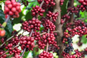 Idam Crescimento da producao cafeeira no Amazonas Divulgacao 2 300x200 1