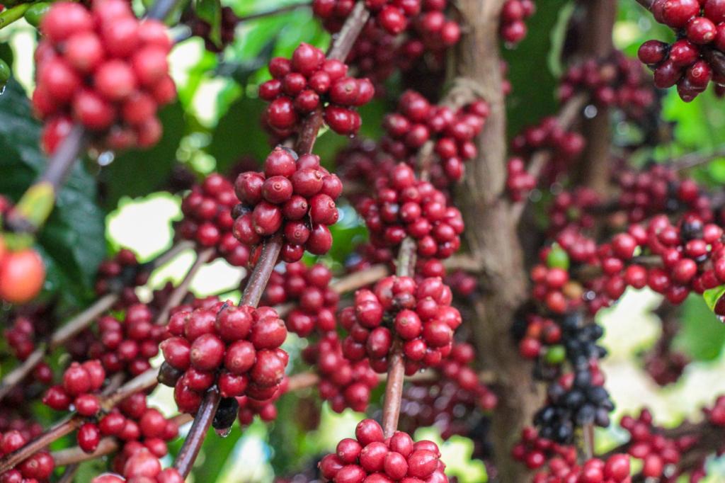 Produção de café no Amazonas deve atingir a marca de 2,2 mil toneladas em 2025, segundo o Idam 2 Idam Crescimento da producao cafeeira no Amazonas Divulgacao 2