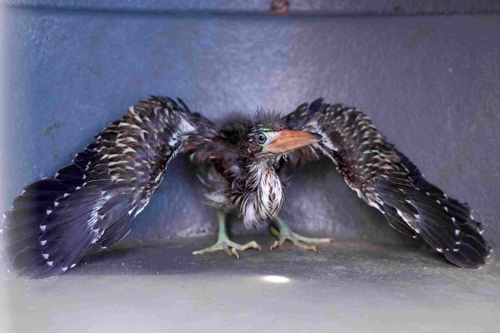 Ipaam resgata filhote de socó-boi e jiboia em bairros da zona leste de Manaus 3 Ipaam Soco boi Foto 1 14 04 2025 1024x681 1