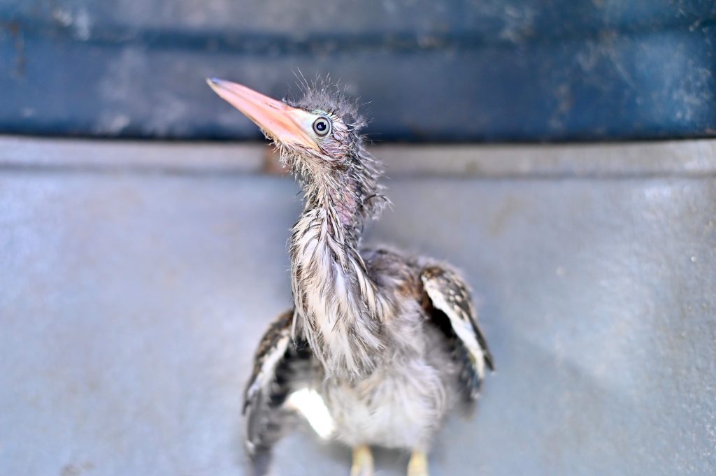 Ipaam resgata filhote de socó-boi e jiboia em bairros da zona leste de Manaus 2 Ipaam Soco boi Foto 2 14 04 2025 1024x681 1