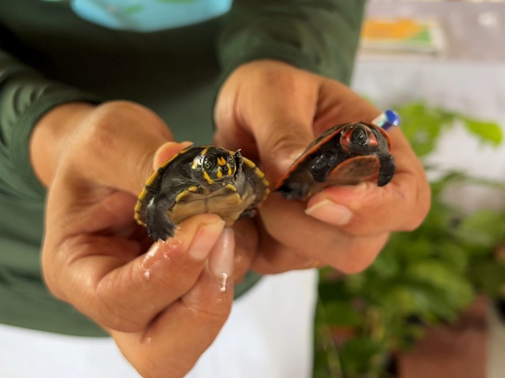 Ipaam, órgãos parceiros e comunitários se unem para soltura de mais de 300 quelônios no rio Mamuru, em Parintins 2 Ipaam Soltura de quelonios Foto 3 12 04 2025 1024x768 1