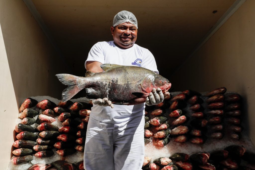 Peixe no Prato Solidário: Governador Wilson Lima entrega mais de 300 toneladas de pescado para instituições 9 Peixe no Prato Solidario Governador Wilson Lima entrega mais de 300 toneladas de pescado para instituicoes 2 Foto Alex Pazuello Secom 1024x683 1