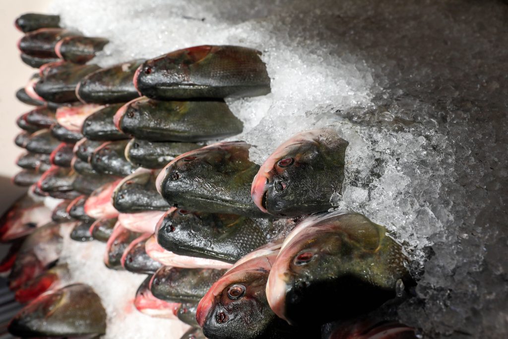 Peixe no Prato Solidário: Governador Wilson Lima entrega mais de 300 toneladas de pescado para instituições 2 Peixe no Prato Solidario Governador Wilson Lima entrega mais de 300 toneladas de pescado para instituicoes 3 Foto Alex Pazuello Secom 1024x683 1