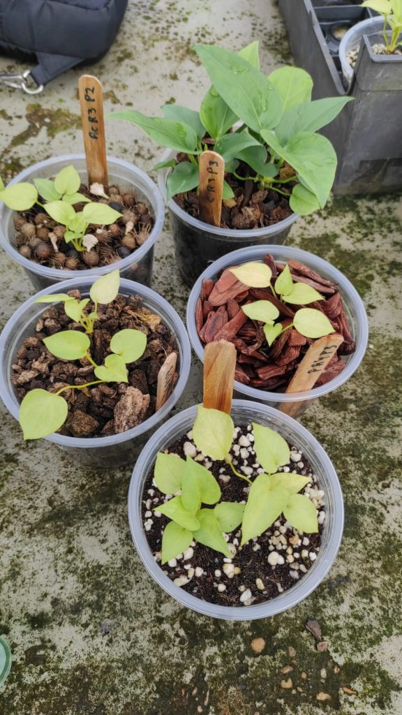 Estudo apoiado pelo Governo do Amazonas analisa potencial ornamental de folhas e frutos 3 Potencial ornamental de folhas e frutos Denise Garcia 5 576x1024 1