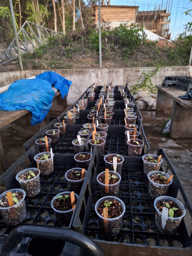 Estudo apoiado pelo Governo do Amazonas analisa potencial ornamental de folhas e frutos 2 Potencial ornamental de folhas e frutos Denise Garcia 6 768x1024 1