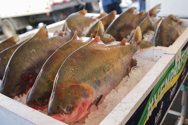 Instituições sociais destacam apoio do Governo do Amazonas com as doações de pescado na Semana Santa 3 SECOM Doacao de Pescado Semana Santa FOTOS Arthur Castro