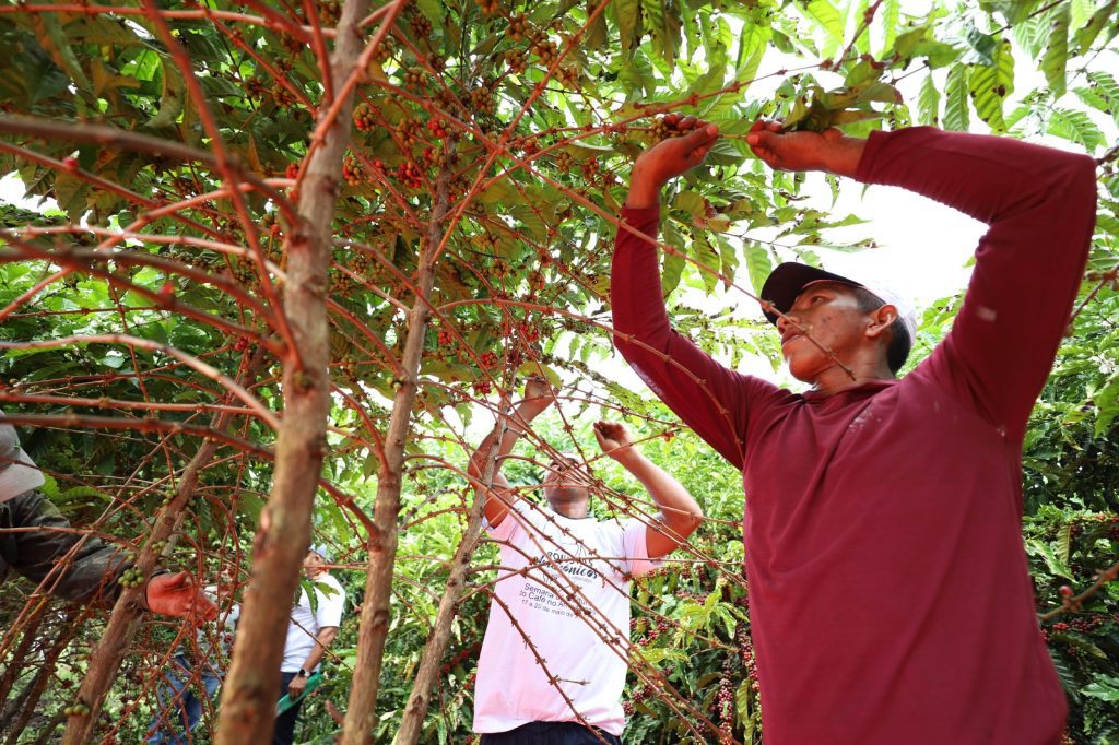 Dia Mundial do Café: Sepror potencializa o setor da cafeicultura com entregas de mudas a produtores rurais 7 Sepror 2 Cafe foto Emerson Martins Sepror 1024x682 1