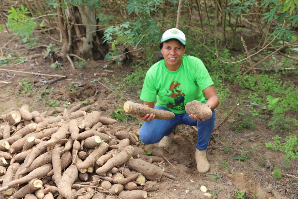 Governo do Estado apoia parceria entre agricultores e agroindústria para produção de farinha de mandioca 7 Sepror Mandioca foto Isaac Maia 1 1024x683 1