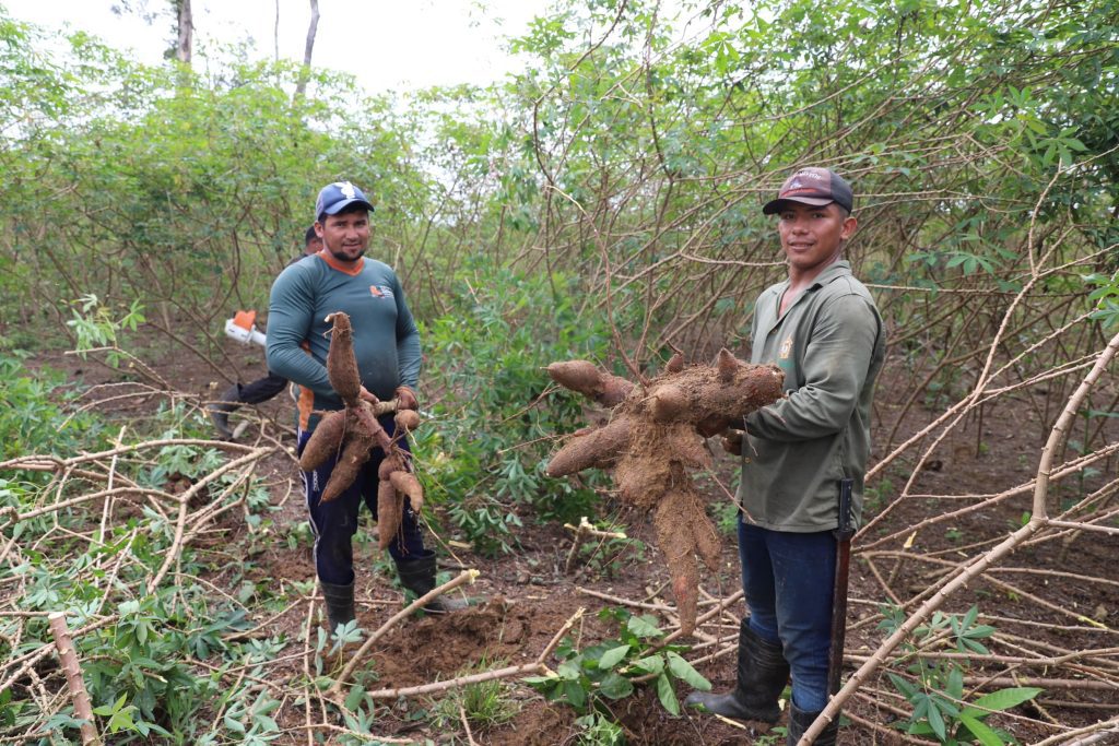 Governo do Estado apoia parceria entre agricultores e agroindústria para produção de farinha de mandioca 3 Sepror Mandioca foto Isaac Maia 3 1024x683 1