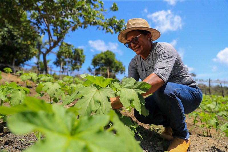Sepror publica edital de certificação digital gratuita para associações e cooperativas do Amazonas 7 Sepror Nucap foto Divulgacao 1 1