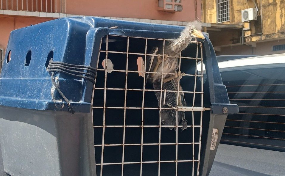 Ipaam resgata filhote de pássaro socó-boi encontrado em residência no bairro Cidade de Deus 3 Soco boi Foto 1 09 04 2025