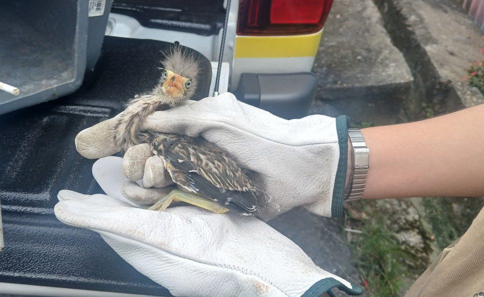 Ipaam resgata filhote de pássaro socó-boi encontrado em residência no bairro Cidade de Deus 2 Soco boi Foto 2 09 04 2025