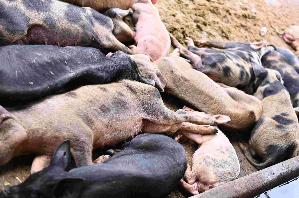 Ipaam aplica multa de quase R$ 500 mil a criador por maus-tratos a 104 porcos e 6 animais silvestres 3 WhatsApp Image 2025 04 09 at 151057 1 1024x681 1