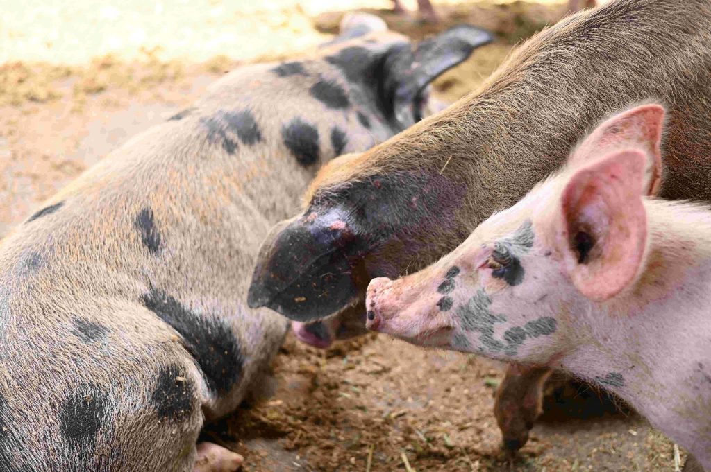 Ipaam aplica multa de quase R$ 500 mil a criador por maus-tratos a 104 porcos e 6 animais silvestres 5 WhatsApp Image 2025 04 09 at 151057 1024x681 1