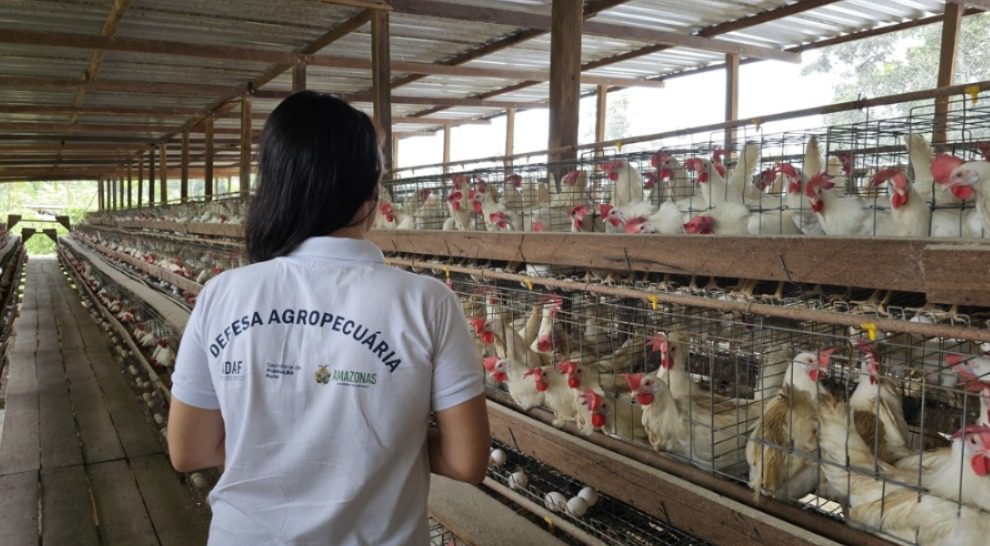 Influenza Aviária: Adaf emite orientações aos Responsáveis Técnicos de granjas do Amazonas 2 ADAF01 Granja Avicola