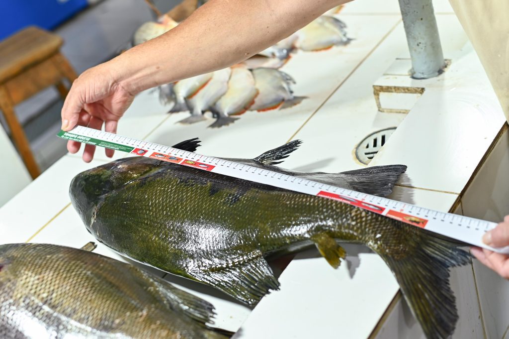 Ipaam orienta sobre pesca sustentável na Feira da Panair com entrega de fitas de medição 3 Acao do Ipaam na Feira da Panair Foto 2 17 05 2025 1024x681 1